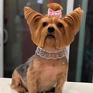 Tootsie is registered to the contest to win money with this photo: adorable, animal, black_nose, bow, brown_fur, close_up, cute, dog, domestic_animal, ears, face, fur, groomed, hairstyle, indoor, lace_collar, pet, sitting, small_dog, table