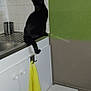 appliance, black_cat, cabinet, cat, counter, curious, domestic, feline, green_wall, household, indoor, kitchen, pet, sink, stool, tile_wall, towel, white_cabinet, window, yellow_towel