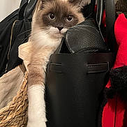 Yuumi participe au concours pour gagner de l'argent avec cette photo : abyssinian, accessories, alloywheel, angora, animal, backpack, bag, baggage, car, carwheel, cat, handbag, kitten, machine, manx, pet, purse, siamese, strap, totebag