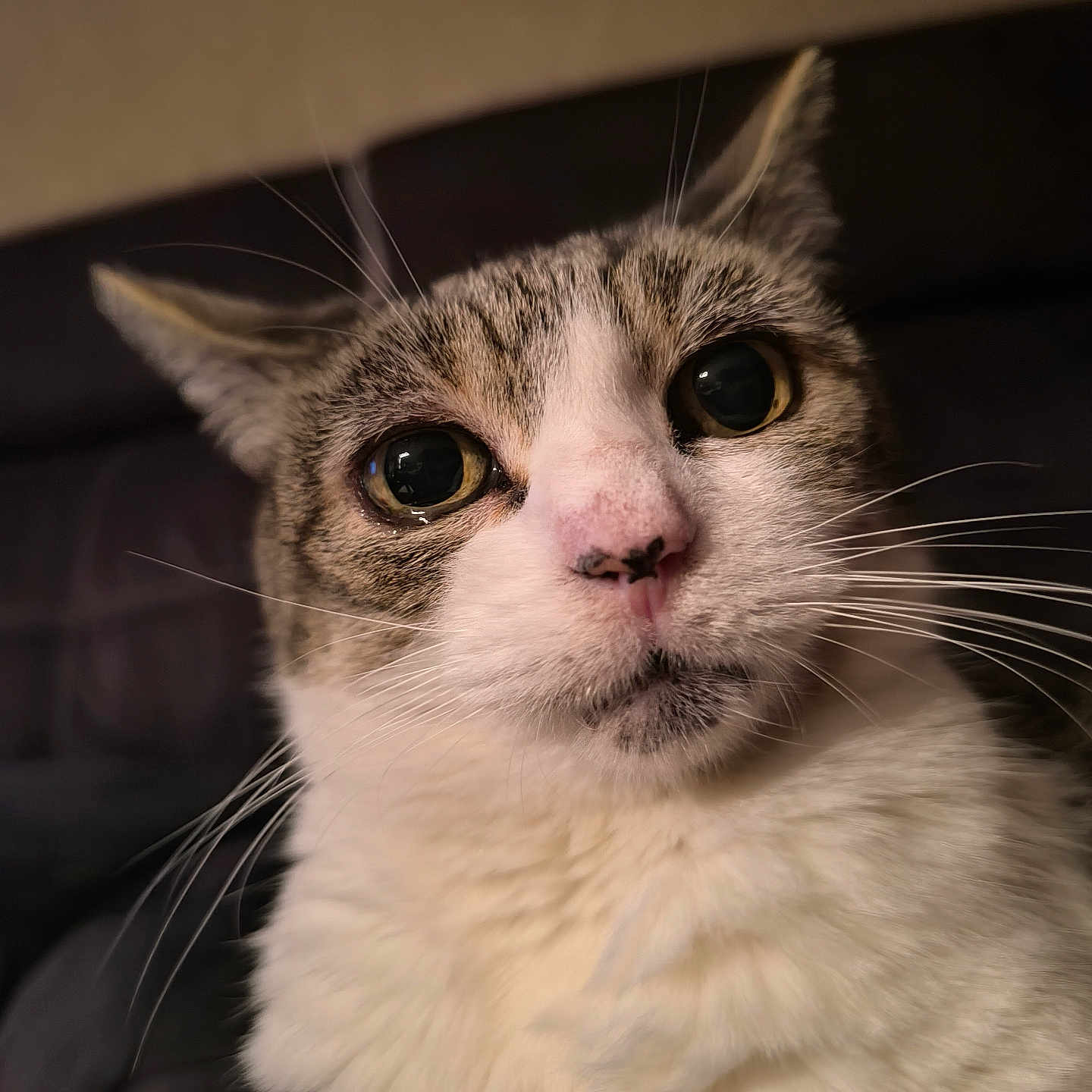 Cailloue participe au concours pour gagner de l'argent avec cette photo : cat, close_up, whiskers, fur, tabby, white_fur, pet, animal, indoor, portrait, curious, eyes, face, feline, soft_lighting, looking, head_tilt, domestic_animal, mammal, cute