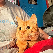 Garfield Lee Kimble joined the competition — help win amazing prizes! bed, blanket, blue_wall, cat, closeup, collar, cozy, curious, fan, feline, indoor, nose_ring, orange_cat, person, pet, portrait, resting, shirt, tattoo, whiskers