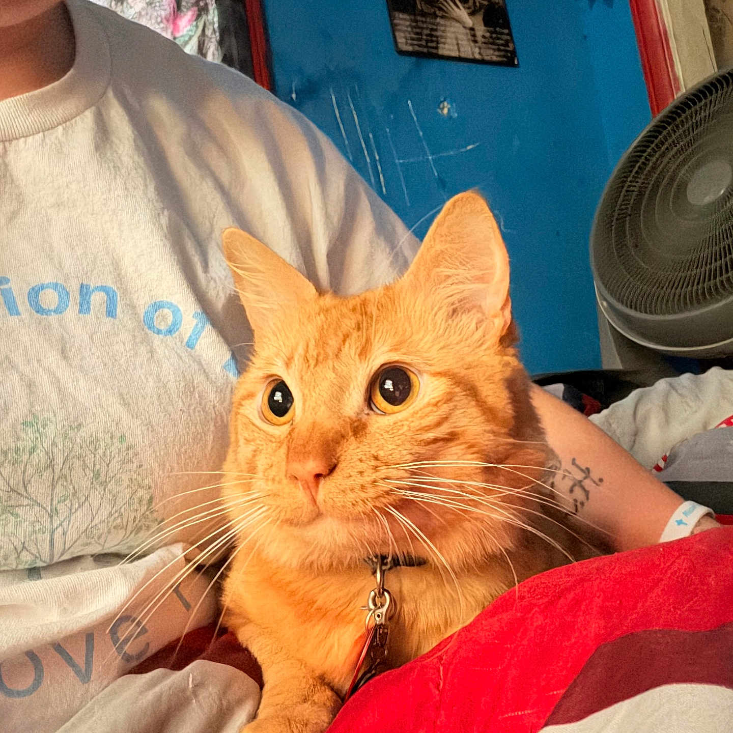 Garfield Lee Kimble joined the competition — help win amazing prizes! bed, blanket, blue_wall, cat, closeup, collar, cozy, curious, fan, feline, indoor, nose_ring, orange_cat, person, pet, portrait, resting, shirt, tattoo, whiskers