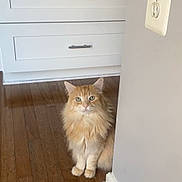 Bean joined the competition — help win amazing prizes! cat, orange_cat, long_hair, fluffy, pet, indoor, wood_floor, cabinet, wall, electrical_outlet, green_eyes, sitting, portrait, feline, fur, whiskers, household, curious, cute, domestic_animal