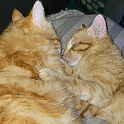 Ziva And Jack joined the competition — help win amazing prizes! adorable, animal, bed, bedroom, blanket, cats, closed_eyes, cozy, cuddling, ears, fluffy, furry, indoors, kittens, orange_tabby, pair, pets, resting, sleeping, whiskers