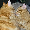 adorable, animal, bed, bedroom, blanket, cats, closed_eyes, cozy, cuddling, ears, fluffy, furry, indoors, kittens, orange_tabby, pair, pets, resting, sleeping, whiskers