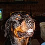 dog, rottweiler, close_up, indoor, living_room, brick_wall, television, tv, sports, golf, pet, animal, canine, smiling, teeth, fur, snout, ears, comfort, furniture