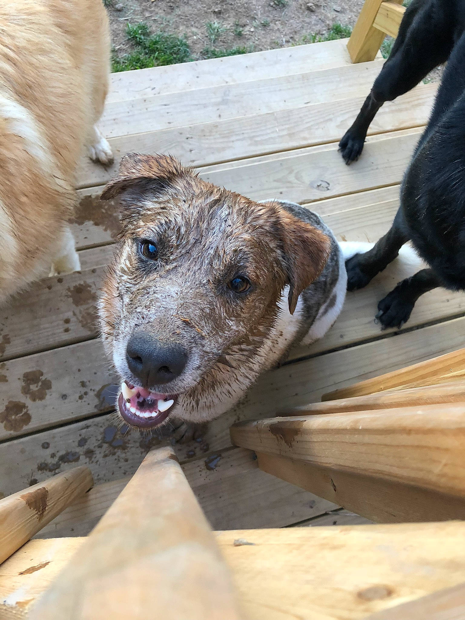 Buddy is registered to the contest to win money with this photo: carnivore, collar, companion_dog, dog, dog_breed, dog_collar, fawn, flooring, foot, fur, snout, sporting_group, terrestrial_animal, whiskers, wood, working_animal