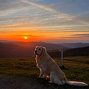 Eddy participe au concours pour gagner de l'argent avec cette photo : dog, golden_retriever, sunset, mountains, grass, outdoor, nature, sky, clouds, landscape, scenery, animal, pet, sun, evening, peaceful, field, hill, canine, twilight