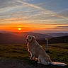 dog, golden_retriever, sunset, mountains, grass, outdoor, nature, sky, clouds, landscape, scenery, animal, pet, sun, evening, peaceful, field, hill, canine, twilight
