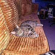 Perseus joined the competition — help win amazing prizes! animal, cat, couch, cozy, cushions, eyes, flash_photography, furniture, indoor, living_room, lying_down, pet, portrait, relaxed, sofa, speakers, striped_fur, tabby_cat, television, whiskers