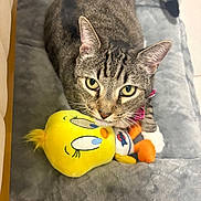 Angel joined the competition — help win amazing prizes! cat, tabby_cat, plush_toy, tweety_bird, pet_bed, gray_bed, indoor, floor_tile, pink_collar, toy, yellow, orange, white_paw, curious, looking_up, cozy, sock, soft_texture, cute, domestic_cat