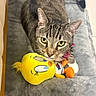 cat, tabby_cat, plush_toy, tweety_bird, pet_bed, gray_bed, indoor, floor_tile, pink_collar, toy, yellow, orange, white_paw, curious, looking_up, cozy, sock, soft_texture, cute, domestic_cat