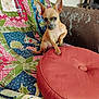 dog, chihuahua, small_dog, pet, indoor, couch, quilt, cushion, furniture, brown, tan, ears, paw, sitting, looking, alert, colorful, pattern, home, cute