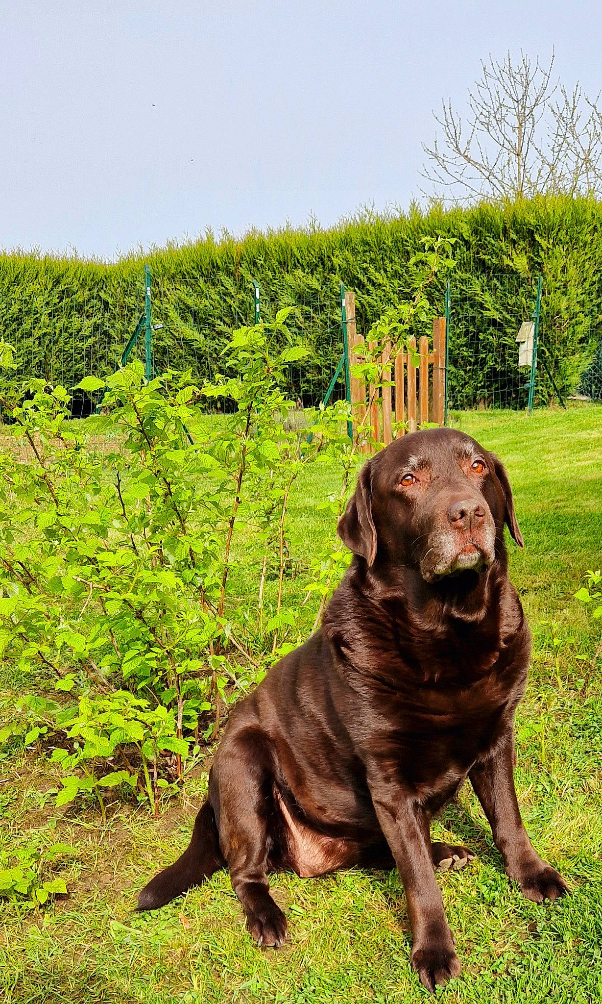 Jolly participe au concours pour gagner de l'argent avec cette photo : canidae, carnivore, companion_dog, dog, dog_breed, dog_collar, grass, grassland, guard_dog, gun_dog, liver, plant, retriever, sky, snout, sporting_group, terrestrial_animal, tree, working_animal, working_dog