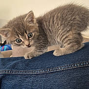 Nala participe au concours pour gagner de l'argent avec cette photo : kitten, cat, gray_tabby, fur, whiskers, blue_jeans, denim, leg, indoor, curious, pet, small, cute, animal, feline, young, couch, home, paw, closeup