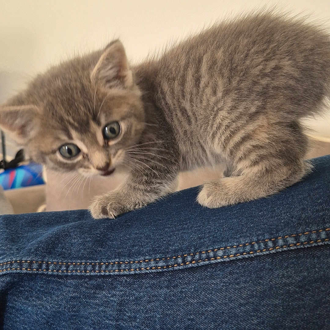 Nala participe au concours pour gagner de l'argent avec cette photo : animal, blue_jeans, cat, closeup, couch, curious, cute, denim, feline, fur, gray_tabby, home, indoor, kitten, leg, paw, pet, small, whiskers, young