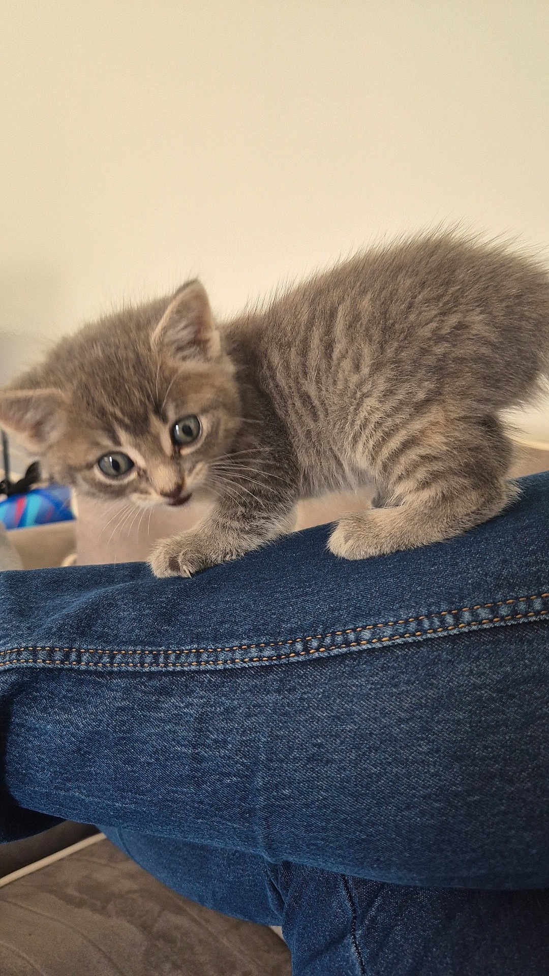 Nala participe au concours pour gagner de l'argent avec cette photo : kitten, cat, gray_tabby, fur, whiskers, blue_jeans, denim, leg, indoor, curious, pet, small, cute, animal, feline, young, couch, home, paw, closeup