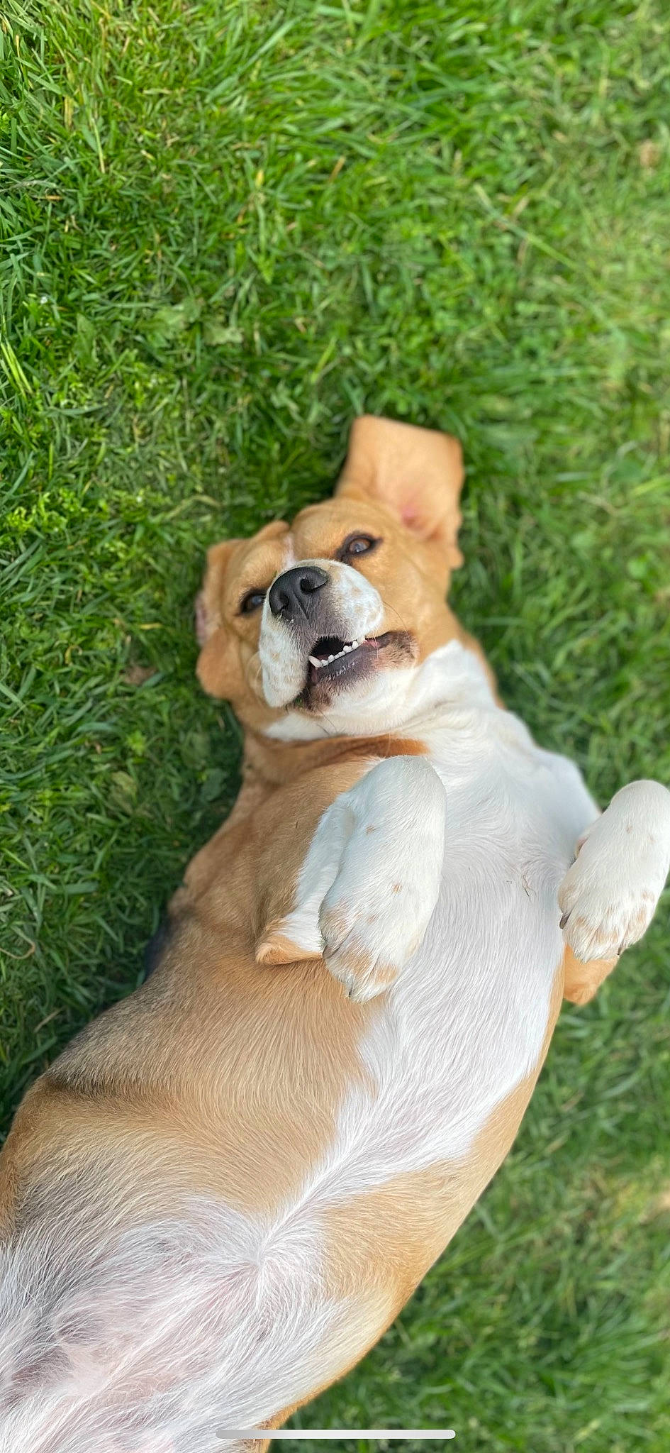 Prada a rejoint le concours — aidez-le/la à gagner de superbes lots ! ancient_dog_breeds, canidae, carnivore, collar, companion_dog, dog, dog_breed, dog_collar, fawn, grass, non_sporting_group, plant, snout, sporting_group, tail, terrestrial_animal, working_animal