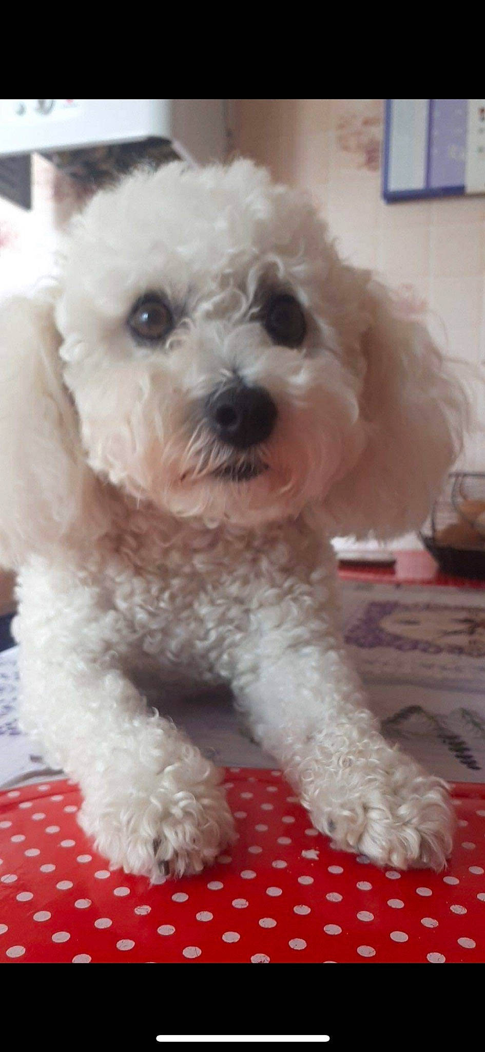 Heliot participe au concours pour gagner de l'argent avec cette photo : canidae, carnivore, companion_dog, dog, dog_breed, fur, maltepoo, mixing_bowl, non_sporting_group, poodle, puppy, shih_poo, snout, sporting_group, terrier, toy_dog, water_dog, wine_glass, working_animal, yorkipoo