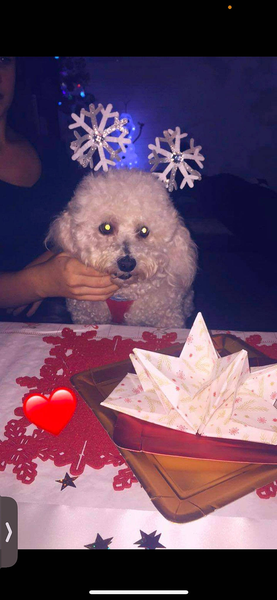 Heliot a rejoint le concours — aidez-le/la à gagner de superbes lots ! art, blue, canidae, carnivore, companion_dog, dog, dog_breed, dog_clothes, event, fawn, origami_paper, party_supply, petal, pink, poodle, stuffed_toy, teddy_bear, toy, toy_dog, white