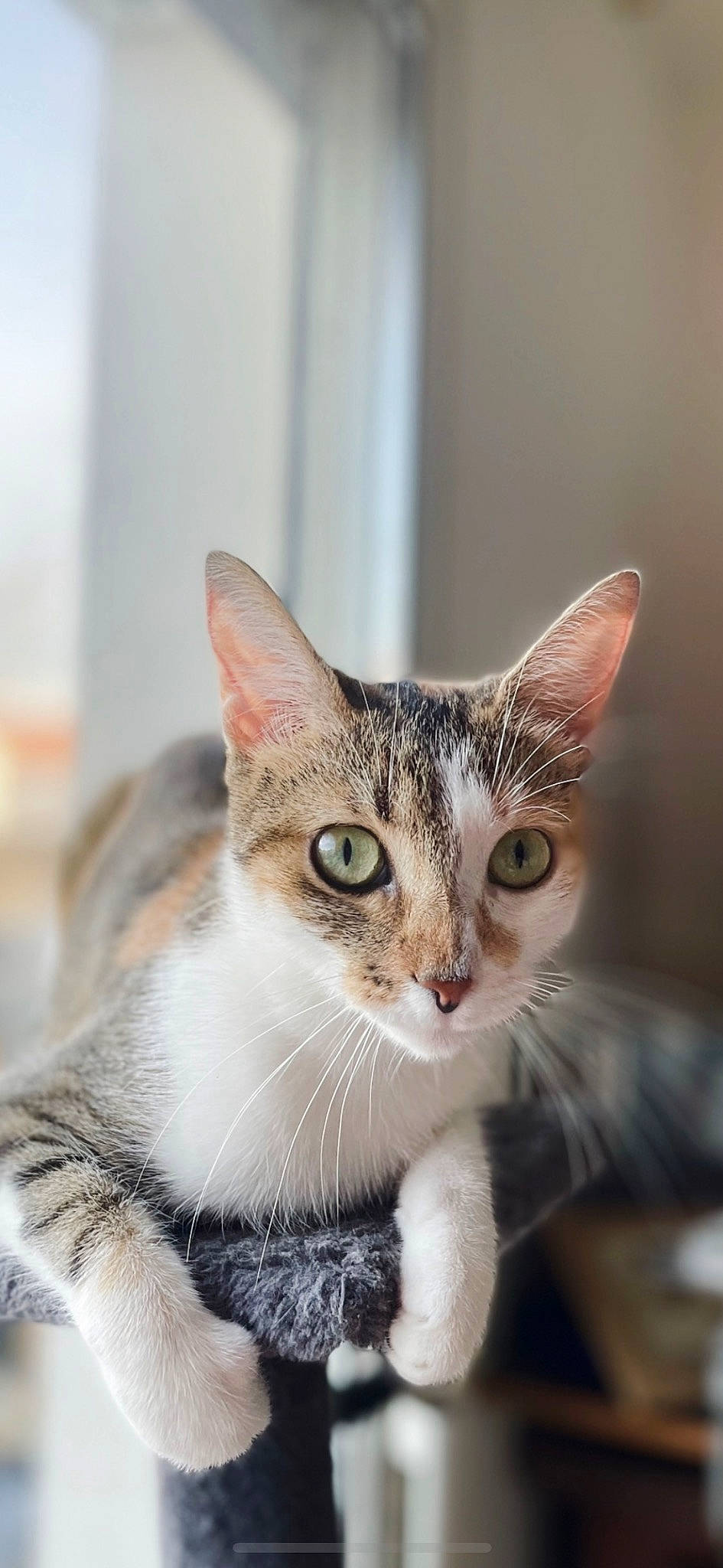 Manöe participe au concours pour gagner de l'argent avec cette photo : carnivore, cat, claw, domestic_short_haired_cat, fawn, felidae, fur, paw, small_to_medium_sized_cats, snout, tail, terrestrial_animal, whiskers, wildlife