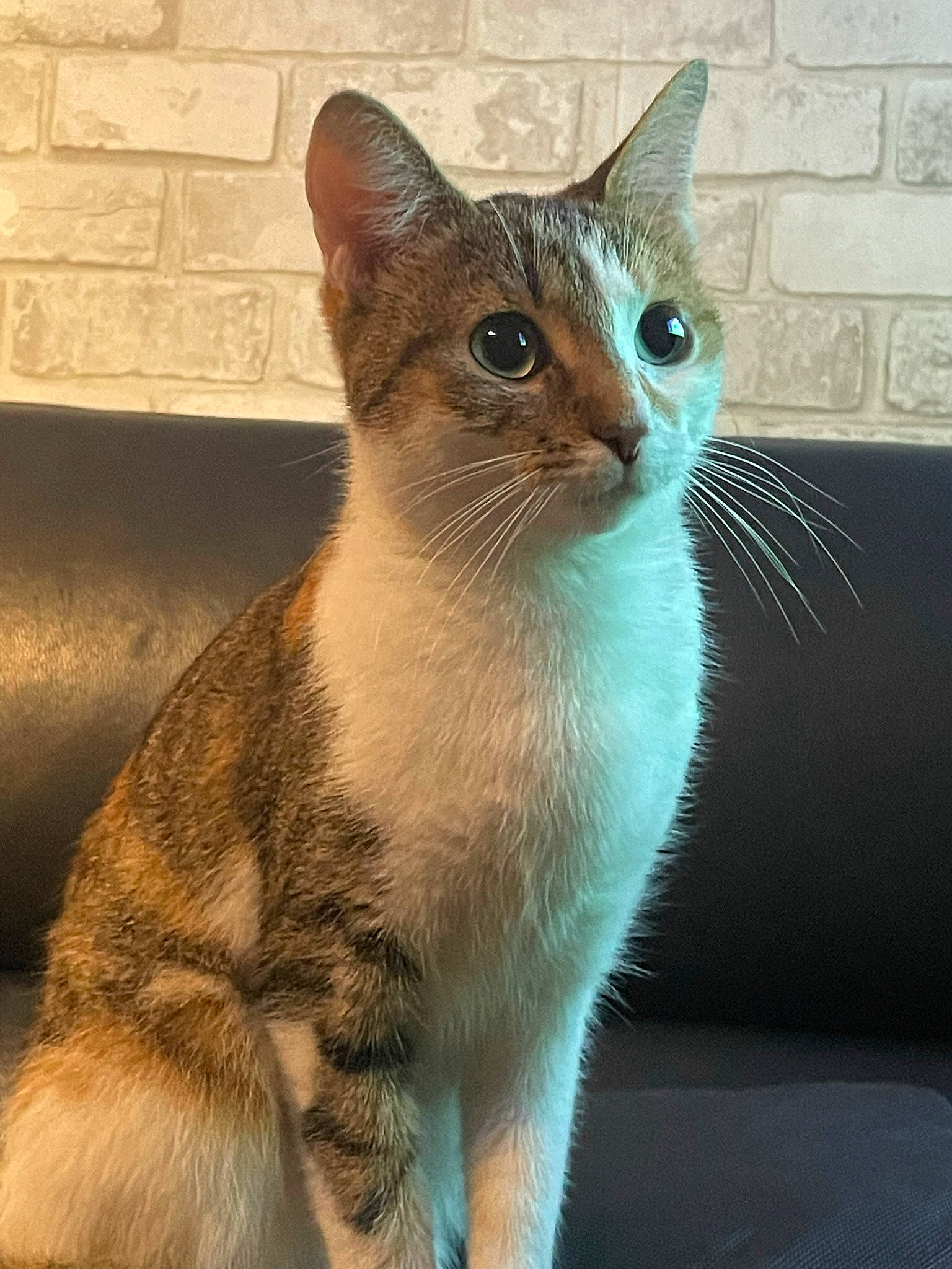 Manöe participe au concours pour gagner de l'argent avec cette photo : carnivore, cat, domestic_short_haired_cat, door, fawn, felidae, fur, iris, paint, small_to_medium_sized_cats, snout, tail, terrestrial_animal, whiskers, window