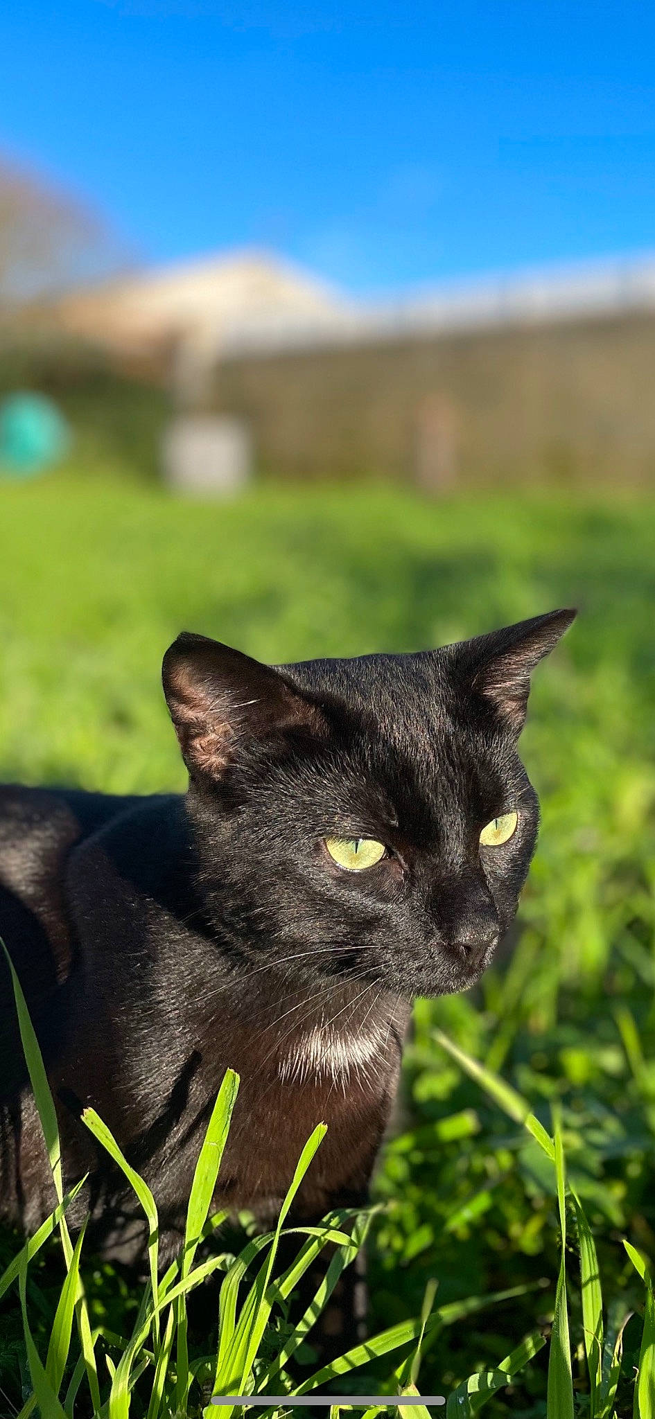 Bagueera participe au concours pour gagner de l'argent avec cette photo : black_cat, bombay, carnivore, cat, collar, domestic_short_haired_cat, felidae, fur, grass, grassland, plant, sky, small_to_medium_sized_cats, snout, terrestrial_animal, whiskers, wildlife