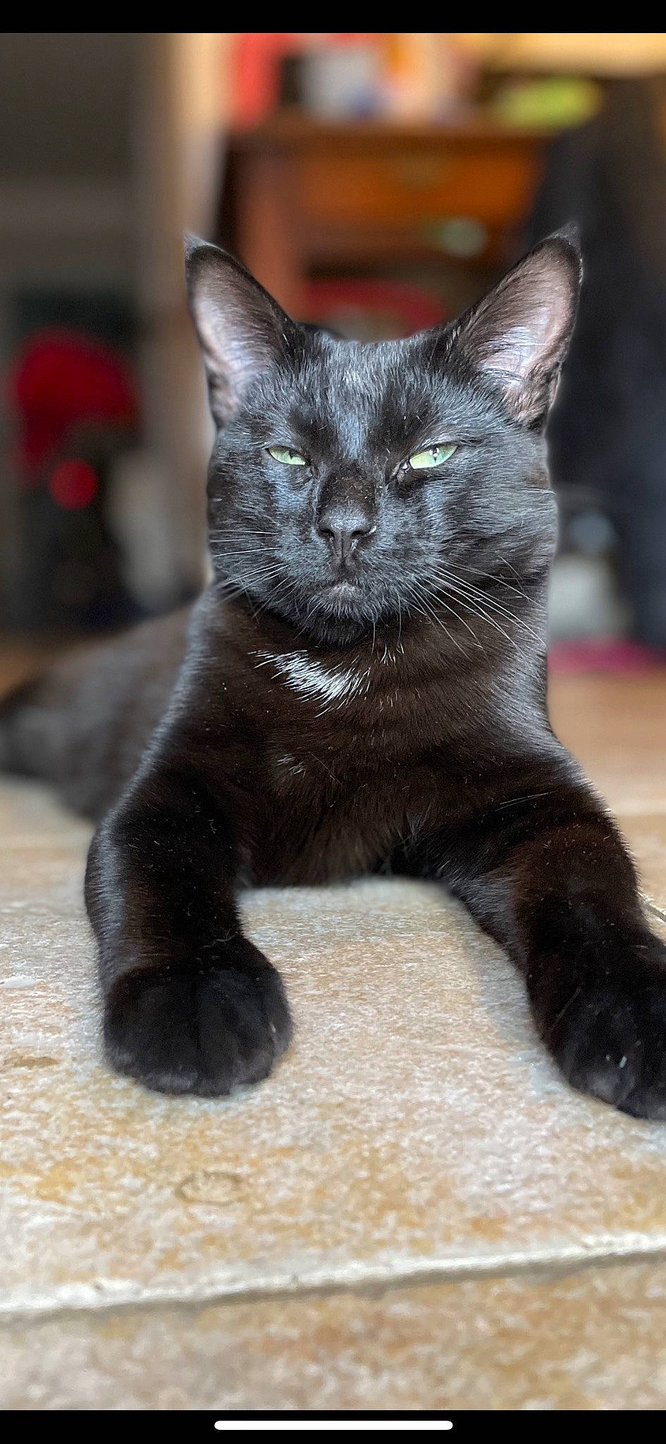 Bagueera participe au concours pour gagner de l'argent avec cette photo : bombay, carnivore, cat, claw, domestic_short_haired_cat, felidae, fur, paw, small_to_medium_sized_cats, snout, tail, terrestrial_animal, whiskers