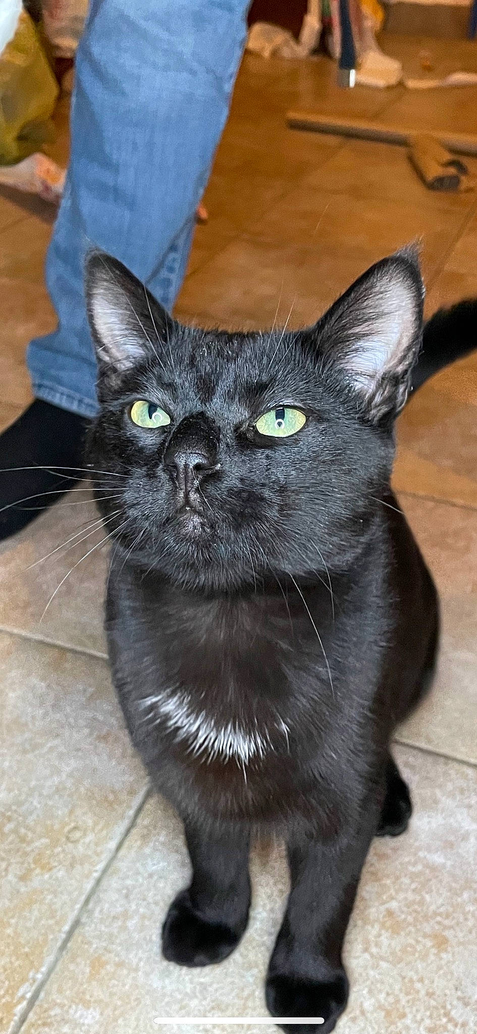 Bagueera a rejoint le concours — aidez-le/la à gagner de superbes lots ! black_cat, bombay, carnivore, cat, claw, domestic_short_haired_cat, felidae, fur, grey, small_to_medium_sized_cats, snout, tail, terrestrial_animal, whiskers