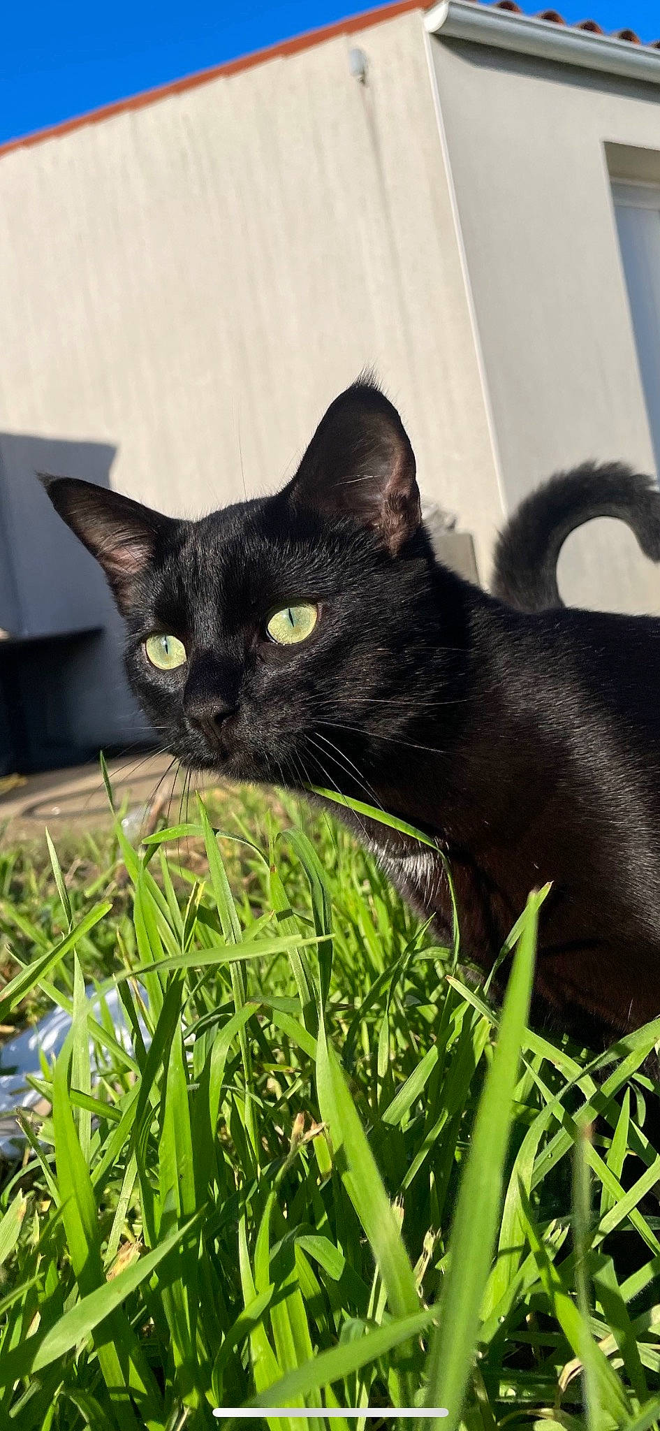 Bagueera participe au concours pour gagner de l'argent avec cette photo : black_cat, bombay, carnivore, cat, domestic_short_haired_cat, eye, felidae, fur, grass, groundcover, havana_brown, iris, plant, small_to_medium_sized_cats, snout, tail, terrestrial_animal, terrestrial_plant, whiskers