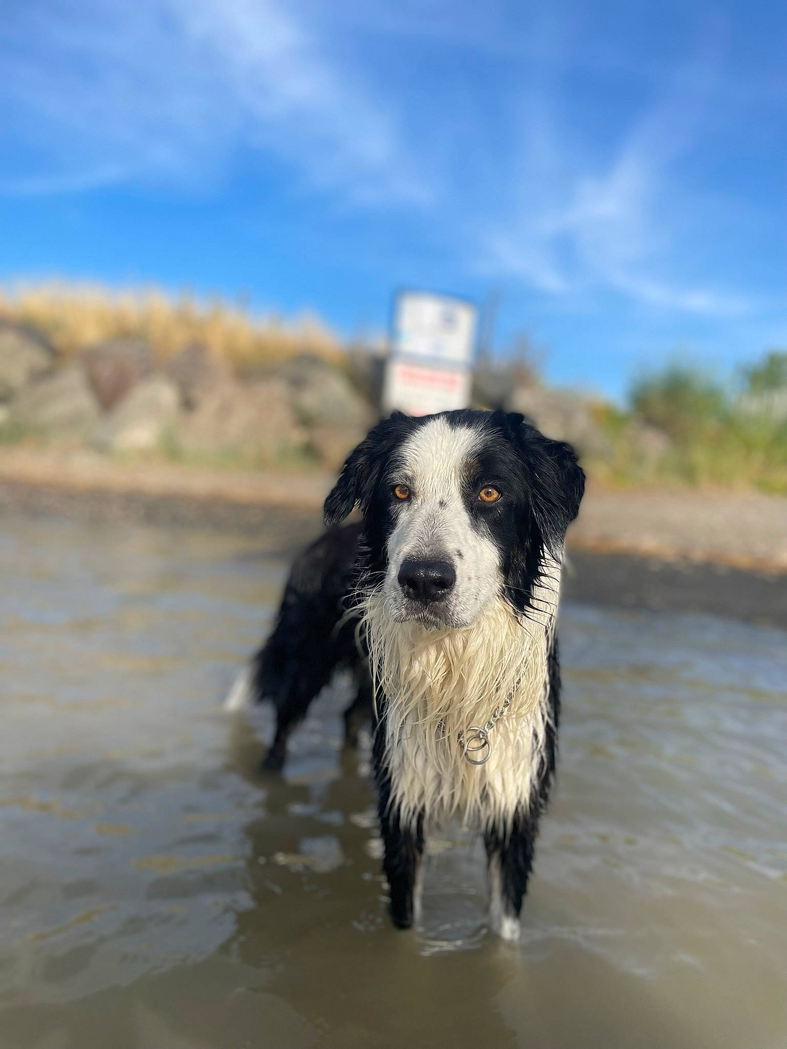 Bounty participe au concours pour gagner de l'argent avec cette photo : canidae, carnivore, cloud, companion_dog, dog, dog_breed, dog_collar, gun_dog, herding_dog, hunting_dog, lake, liquid, sky, snout, sporting_group, terrestrial_animal, water, working_animal, working_dog