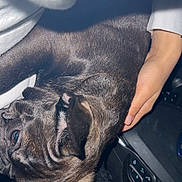 Apollo joined the competition — help win amazing prizes! dog, brindle, pet, animal, hand, car, steering_wheel, interior, closeup, resting, lap, comfort, person, control_panel, seat, furry, ears, snout, domestic_animal, vehicle