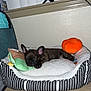 Apollo joined the competition — help win amazing prizes! dog, sleeping, bed, plush_toy, stuffed_pumpkin, indoor, carpet, television, wall, striped_bed, cozy, pet, resting, cute, small_dog, french_bulldog, animal, nap, home, quiet