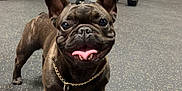 Apollo is registered to the contest to win money with this photo: dog, french_bulldog, pet, smiling, tongue_out, chain, gold_chain, indoor, gym, exercise, weights, dumbbells, people, legs, shorts, socks, floor, rubber_flooring, happy, canine