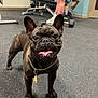 dog, french_bulldog, pet, smiling, tongue_out, chain, gold_chain, indoor, gym, exercise, weights, dumbbells, people, legs, shorts, socks, floor, rubber_flooring, happy, canine