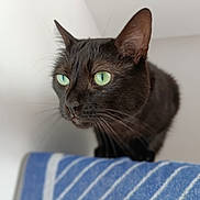 Rena participe au concours pour gagner de l'argent avec cette photo : abyssinian, animal, blackcat, cat, kitten, manx, pet, towel