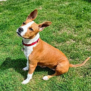 April participe au concours pour gagner de l'argent avec cette photo : dog, brown, white, collar, grass, outdoor, pet, animal, ears, sitting, canine, nature, sunlight, cute, domestic_animal, mammal, playful, friendly, alert, portrait