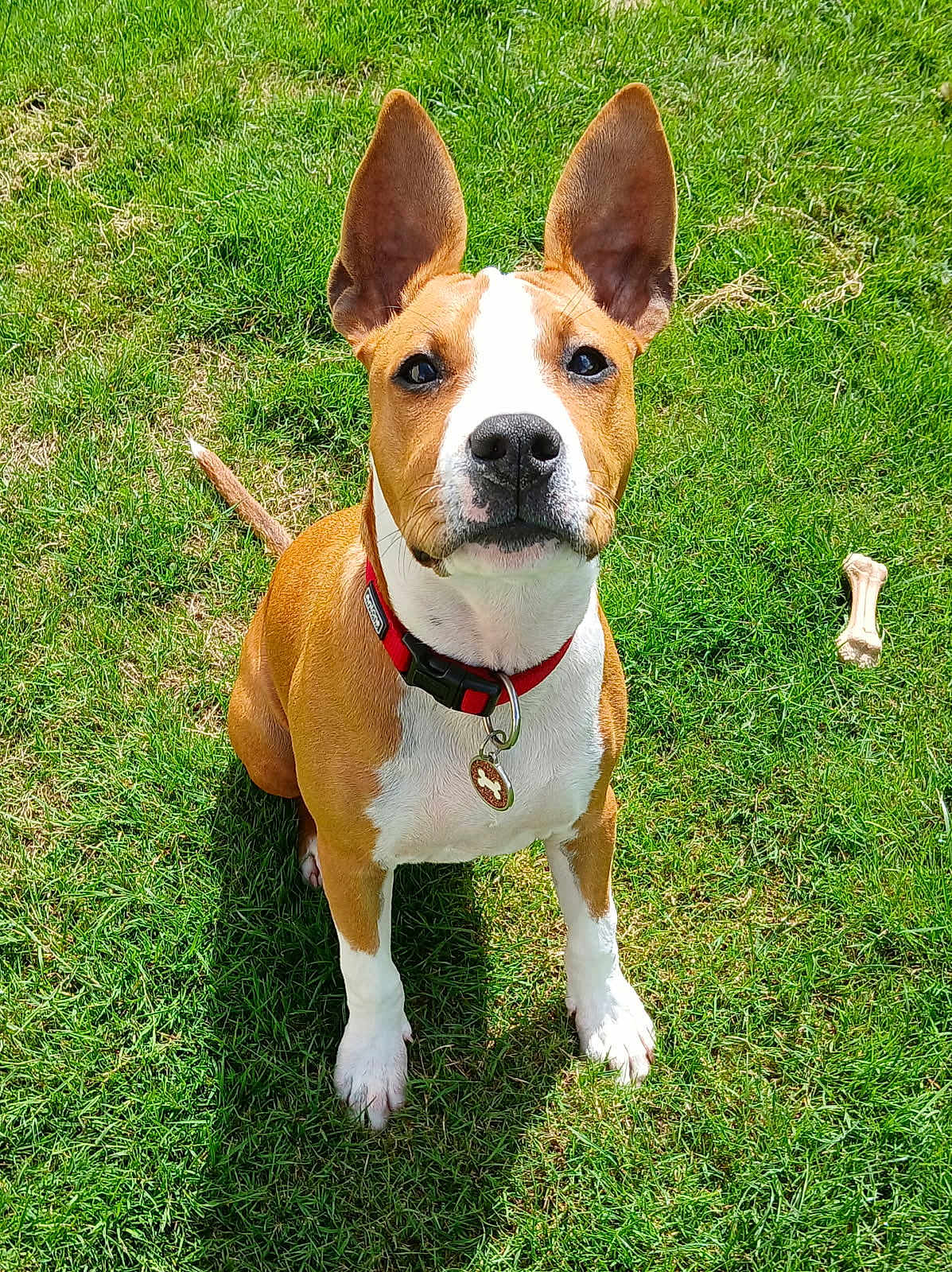 April participe au concours pour gagner de l'argent avec cette photo : dog, pet, outdoor, grass, animal, brown_and_white, collar, bone_toy, canine, sitting, alert, ears, cute, sunlight, daytime, mammal, domestic_animal, playful, fur, companion