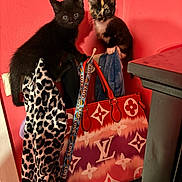 Jinx joined the competition — help win amazing prizes! accessory, animal, black_cat, calico_cat, clothing, coat_rack, colorful, curious, cute, domestic, feline, handbag, indoor, kitten, leopard_print, louis_vuitton, pet, pink_wall, playful, soft_texture