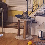 Meekah joined the competition — help win amazing prizes! cat, cat_tree, chair, furniture, home_interior, living_room, metal_railing, pet, pillow, power_strip, relaxed, rubber_chicken, rug, stack_of_papers, stairs, tabby_cat, toy, window_blinds, wood_floor, yellow_wall