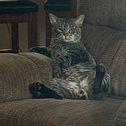 Bobcat Lebowski joined the competition — help win amazing prizes! animal, brown, cat, couch, cute, domestic_cat, ears, funny_pose, fur, furniture, household, indoor, lazy, living_room, mammal, pet, relaxed, sitting, tabby, whiskers