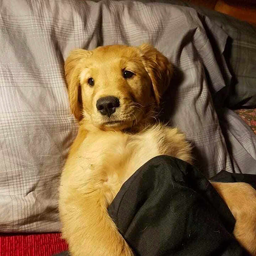 Finn Fuzz Face joined the competition — help win amazing prizes! animal, bed, blanket, comfort, cozy, cute, dog, ears, eyes, fur, golden_retriever, indoor, lying_down, nose, pet, pillow, puppy, resting, sleepy, warm