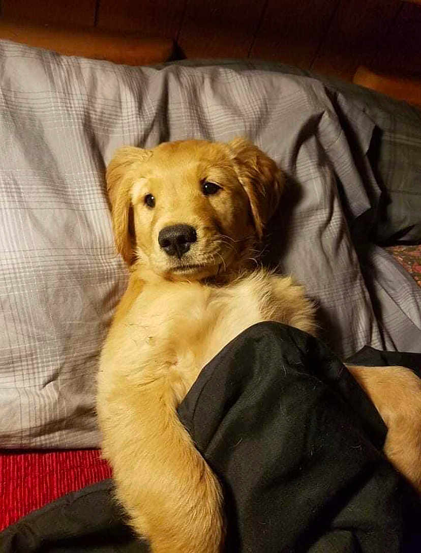 Finn Fuzz Face joined the competition — help win amazing prizes! animal, bed, blanket, comfort, cozy, cute, dog, ears, eyes, fur, golden_retriever, indoor, lying_down, nose, pet, pillow, puppy, resting, sleepy, warm