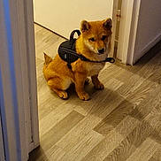 Evoli participe au concours pour gagner de l'argent avec cette photo : animal, brown_fur, canine, companion, cute, dog, domestic, doorway, flooring, harness, house, indoor, pet, puppy, shiba_inu, sitting, small_dog, wall, wood_floor, young_dog