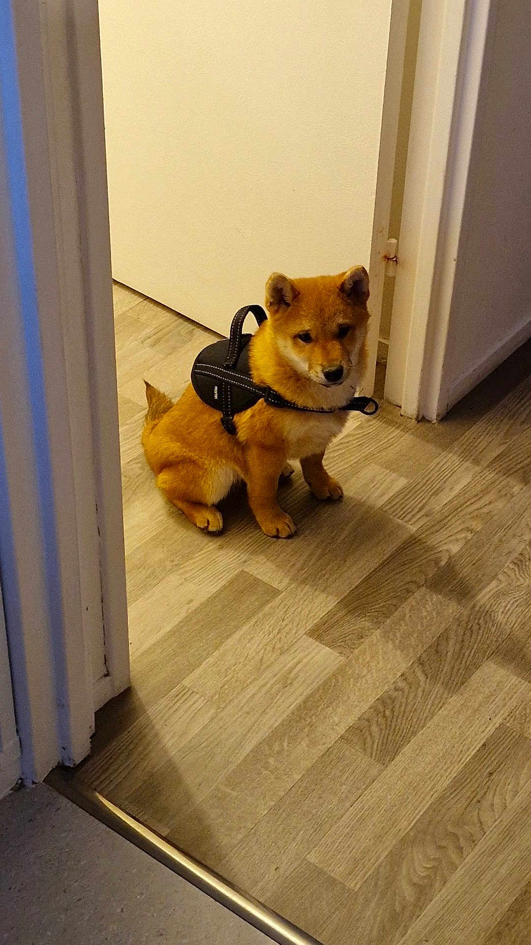 Evoli participe au concours pour gagner de l'argent avec cette photo : animal, brown_fur, canine, companion, cute, dog, domestic, doorway, flooring, harness, house, indoor, pet, puppy, shiba_inu, sitting, small_dog, wall, wood_floor, young_dog