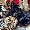 animal, black_cat, cat, chair, closeup, companion, cozy, cute, domestic, feline, fluffy, fur, indoor, pets, plush_toy, relaxation, resting, sleeping, snuggle, tabby_cat