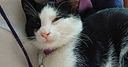 Eclipse participe au concours pour gagner de l'argent avec cette photo : cat, black_and_white, collar, bell, pet, feline, relaxed, resting, fur, whiskers, indoor, blanket, purple, navy, soft, comfort, closeup, sleepy, animal, cute