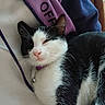 cat, black_and_white, collar, bell, pet, feline, relaxed, resting, fur, whiskers, indoor, blanket, purple, navy, soft, comfort, closeup, sleepy, animal, cute