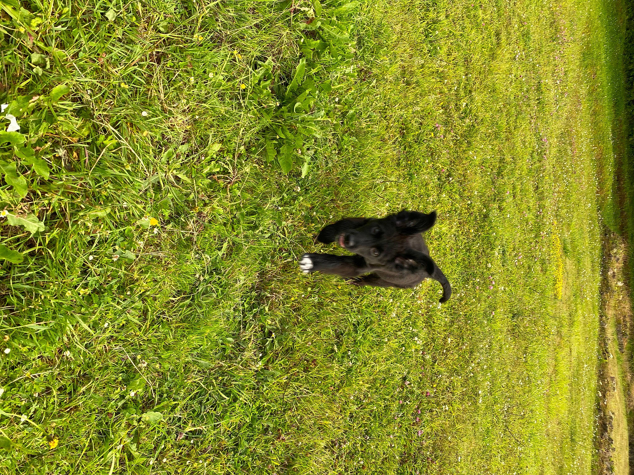 Rico participe au concours pour gagner de l'argent avec cette photo : forest, grass, green, leaf, organism, plant, tail, tree, vegetation, wildlife