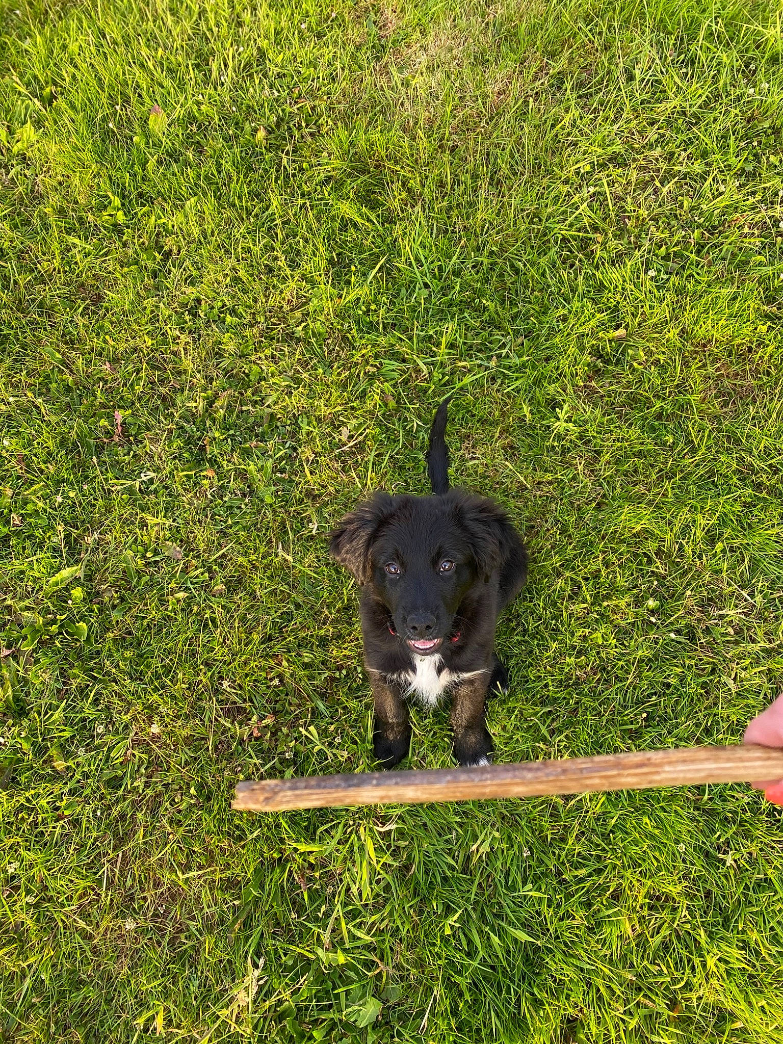 Rico participe au concours pour gagner de l'argent avec cette photo : border_collie, canidae, carnivore, companion_dog, dog, dog_breed, grass, green, herding_dog, lawn, mammal, plant, small_munsterlander, sporting_group, stabyhoun